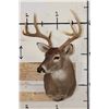 Image 2 : 7-Point WHITETAIL DEER Shoulder Mount