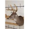 Image 3 : 7-Point WHITETAIL DEER Shoulder Mount