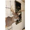 Image 4 : 7-Point WHITETAIL DEER Shoulder Mount