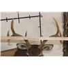 Image 5 : 7-Point WHITETAIL DEER Shoulder Mount
