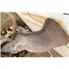Image 6 : 7-Point WHITETAIL DEER Shoulder Mount