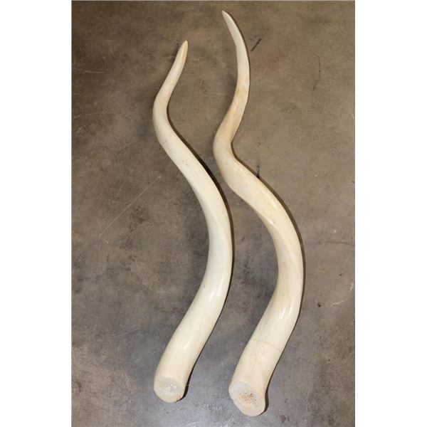 Set of (2) Polished KUDU Horn Cone Bones (ONE$)