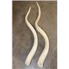 Image 1 : Set of (2) Polished KUDU Horn Cone Bones (ONE$)
