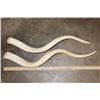 Image 2 : Set of (2) Polished KUDU Horn Cone Bones (ONE$)