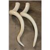 Image 3 : Set of (2) Polished KUDU Horn Cone Bones (ONE$)