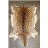 Image 1 : AXIS DEER HIDE