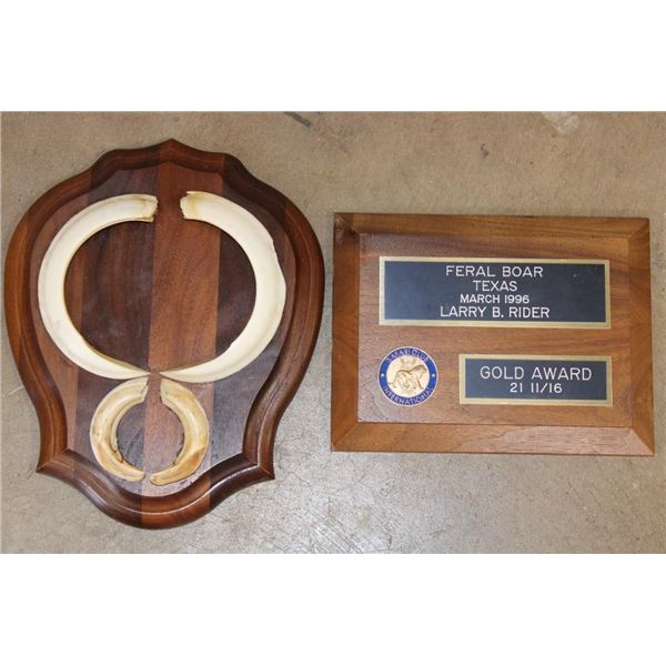 SCI "Gold Award" Plaque and BOAR Tusk Set on a Wooden Plaque (ONE$)
