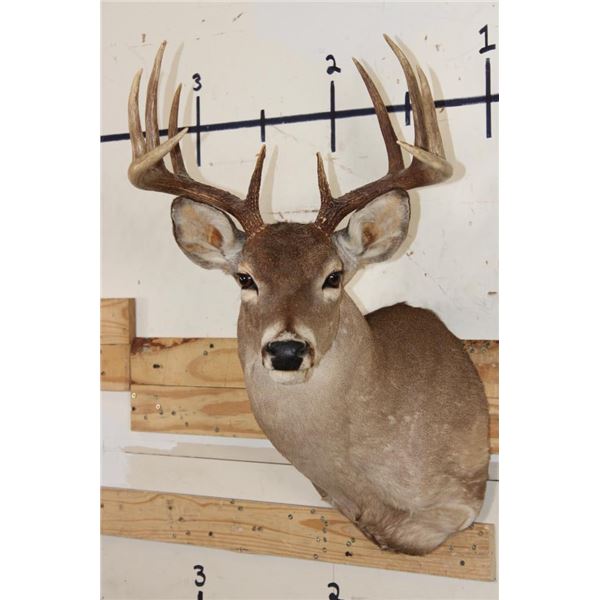 Symmetrical 9-Point WHITETAIL DEER Shoulder Mount