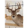 Image 1 : Symmetrical 9-Point WHITETAIL DEER Shoulder Mount