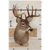 Image 2 : Symmetrical 9-Point WHITETAIL DEER Shoulder Mount