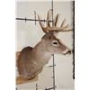 Image 3 : Symmetrical 9-Point WHITETAIL DEER Shoulder Mount