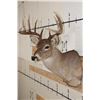 Image 4 : Symmetrical 9-Point WHITETAIL DEER Shoulder Mount