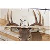 Image 7 : Symmetrical 9-Point WHITETAIL DEER Shoulder Mount
