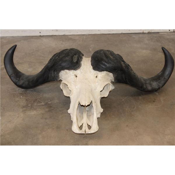 CAPE BUFFALO Skull