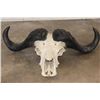 Image 1 : CAPE BUFFALO Skull