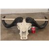 Image 2 : CAPE BUFFALO Skull
