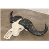 Image 3 : CAPE BUFFALO Skull