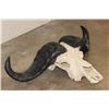 Image 4 : CAPE BUFFALO Skull