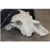 Image 5 : CAPE BUFFALO Skull