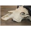 Image 7 : CAPE BUFFALO Skull