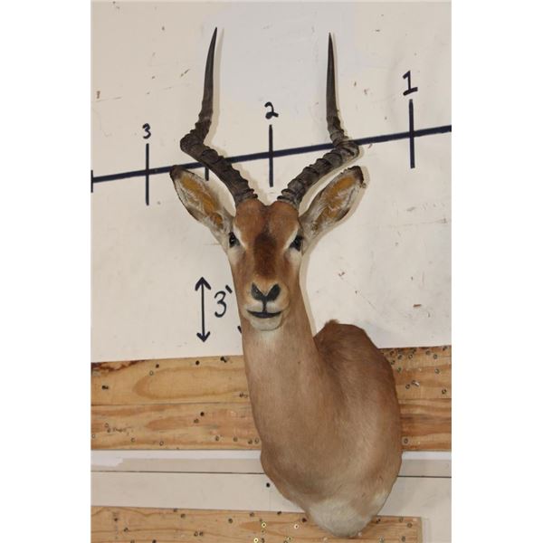 IMPALA Shoulder Mount