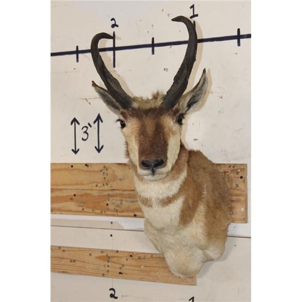 PRONGHORN Shoulder Mount