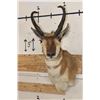 Image 1 : PRONGHORN Shoulder Mount