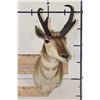Image 2 : PRONGHORN Shoulder Mount