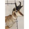 Image 3 : PRONGHORN Shoulder Mount