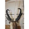 Image 6 : PRONGHORN Shoulder Mount