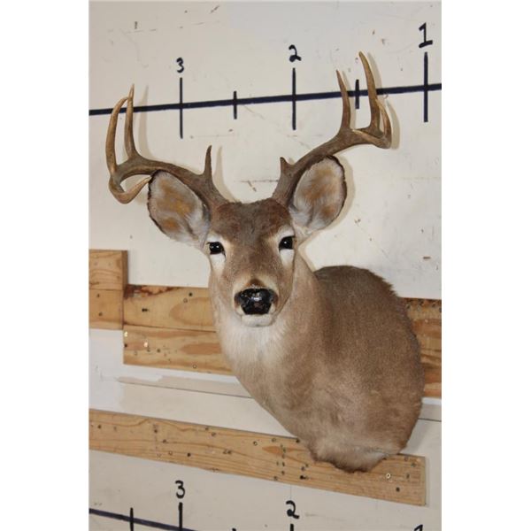 9-Point WHITETAIL DEER Shoulder Mount