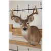 Image 1 : 9-Point WHITETAIL DEER Shoulder Mount