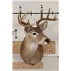 Image 2 : 9-Point WHITETAIL DEER Shoulder Mount