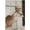 Image 3 : 9-Point WHITETAIL DEER Shoulder Mount
