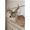 Image 4 : 9-Point WHITETAIL DEER Shoulder Mount