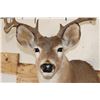Image 5 : 9-Point WHITETAIL DEER Shoulder Mount