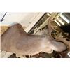 Image 6 : 9-Point WHITETAIL DEER Shoulder Mount