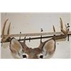 Image 7 : 9-Point WHITETAIL DEER Shoulder Mount