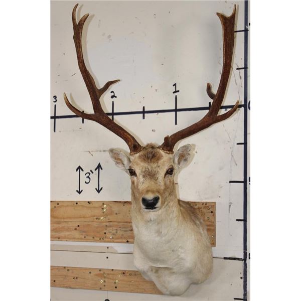 13-Point COMMON FALLOW DEER Shoulder Mount