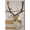 Image 1 : 13-Point COMMON FALLOW DEER Shoulder Mount