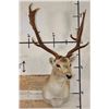 Image 2 : 13-Point COMMON FALLOW DEER Shoulder Mount