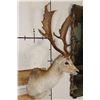 Image 3 : 13-Point COMMON FALLOW DEER Shoulder Mount