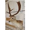 Image 4 : 13-Point COMMON FALLOW DEER Shoulder Mount