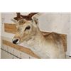 Image 5 : 13-Point COMMON FALLOW DEER Shoulder Mount