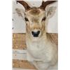 Image 6 : 13-Point COMMON FALLOW DEER Shoulder Mount