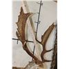 Image 8 : 13-Point COMMON FALLOW DEER Shoulder Mount