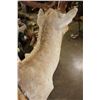 Image 9 : 13-Point COMMON FALLOW DEER Shoulder Mount
