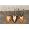 Image 1 : (3) ROE DEER Antler Racks on Wooden Plaques with Euro Cut Skull Caps (ONE$)