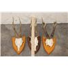 Image 2 : (3) ROE DEER Antler Racks on Wooden Plaques with Euro Cut Skull Caps (ONE$)