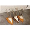 Image 3 : (3) ROE DEER Antler Racks on Wooden Plaques with Euro Cut Skull Caps (ONE$)